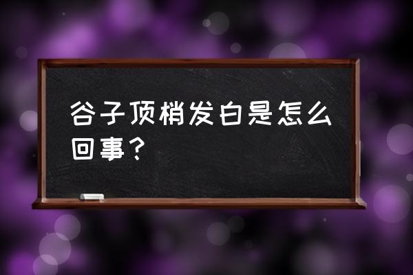 谷子得白毛病怎么办 谷子顶梢发白是怎么回事？