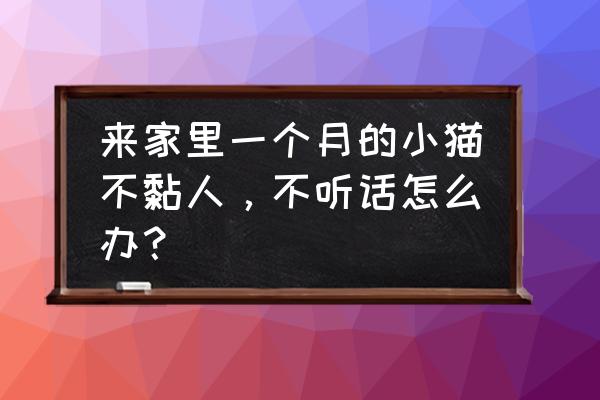 幼猫怎么养才听话 来家里一个月的小猫不黏人，不听话怎么办？