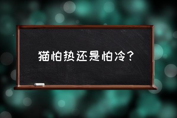 冬天猫咪脚掌是冷的正常吗 猫怕热还是怕冷？