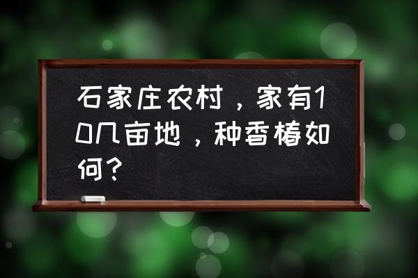 香椿为何价格居高不下 石家庄农村，家有10几亩地，种香椿如何？