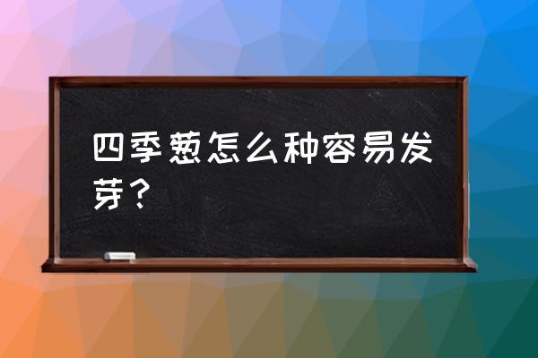 四季小香葱种子催芽方法 四季葱怎么种容易发芽？