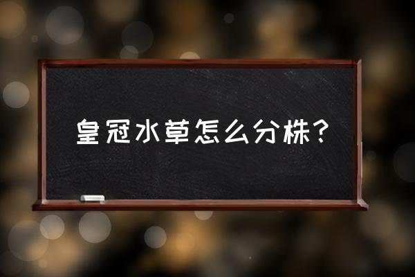 剪皇冠教程 皇冠水草怎么分株？