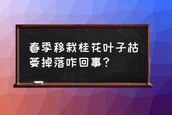 园林苗木衰弱的原因及处理方法 春季移栽桂花叶子枯萎掉落咋回事？