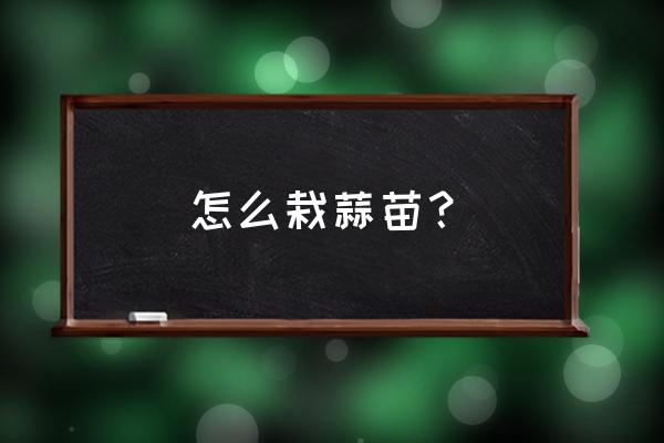 幼儿种蒜苗的正确过程 怎么栽蒜苗？