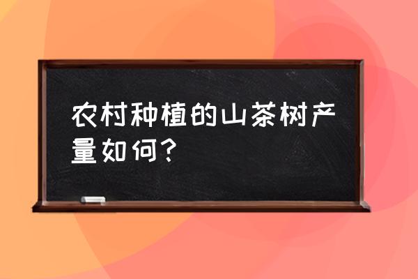 山茶树可以一年四季种植吗 农村种植的山茶树产量如何？