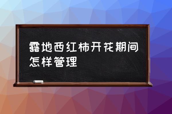 夜开花炒番茄怎么弄 露地西红柿开花期间怎样管理