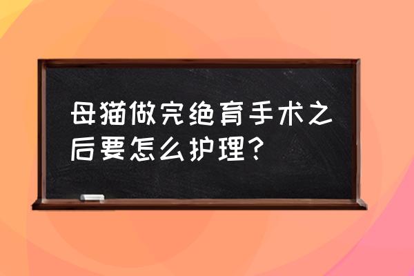 猫咪坐月子怎么护理 母猫做完绝育手术之后要怎么护理？