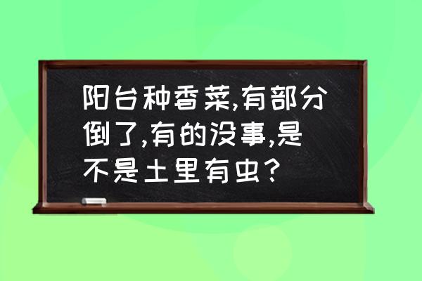 香菜苗又细又长还倒伏 阳台种香菜,有部分倒了,有的没事,是不是土里有虫？