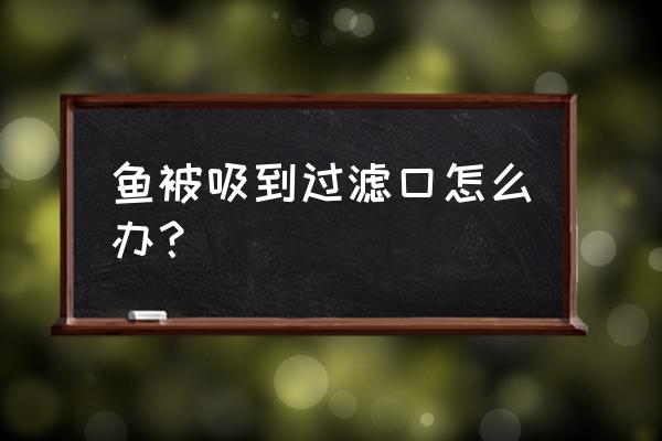 鱼缸换水怎么防止吸小鱼 鱼被吸到过滤口怎么办？