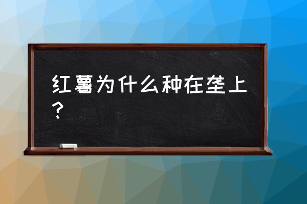 种植红薯起垄好还是平地好 红薯为什么种在垄上？