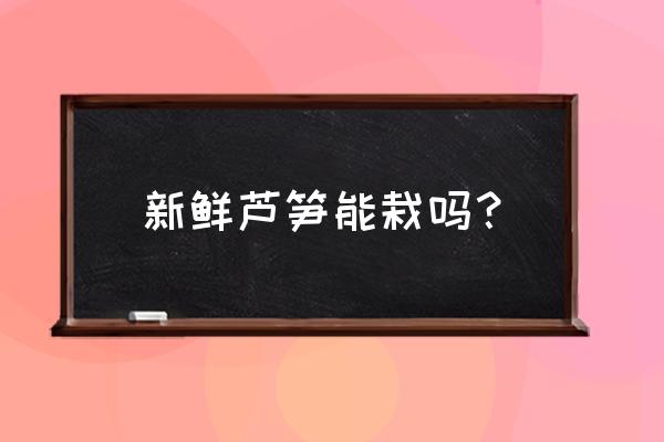 芦笋冬天怎么留种 新鲜芦笋能栽吗？