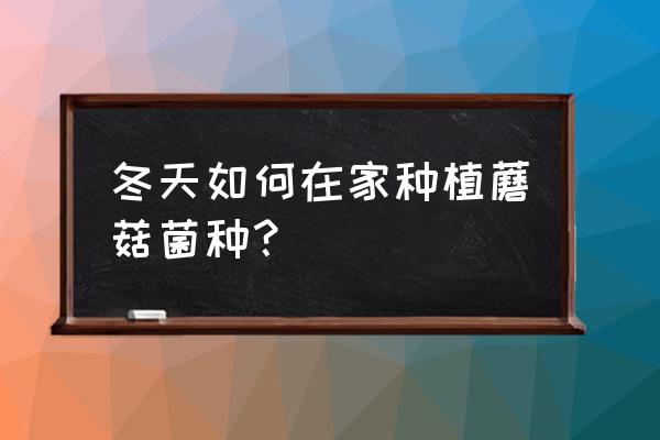 蘑菇在家里的栽培方法 冬天如何在家种植蘑菇菌种？