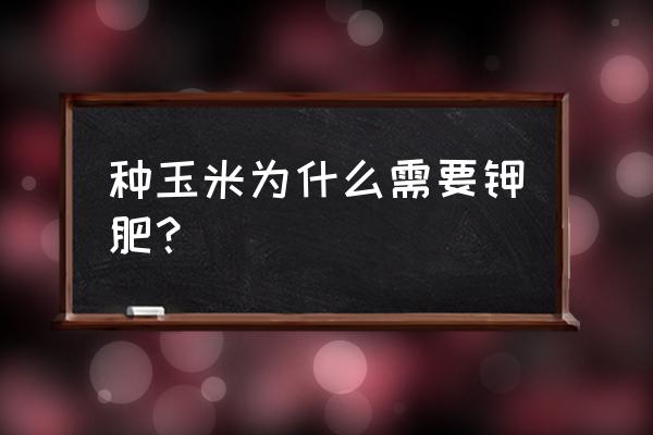 玉米的营养价值及功效 种玉米为什么需要钾肥？