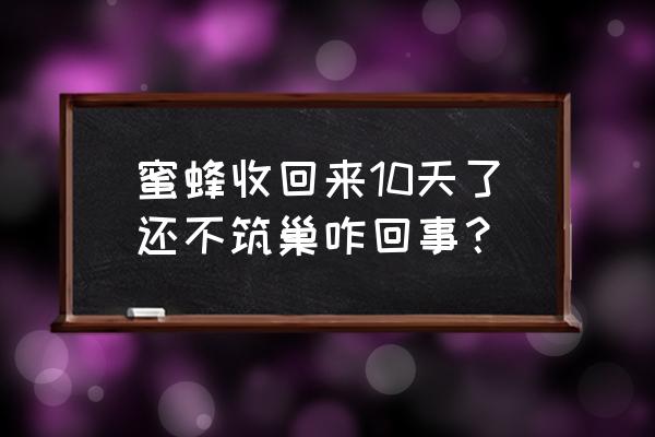 蜜蜂收回来怎么养才能多起来 蜜蜂收回来10天了还不筑巢咋回事？