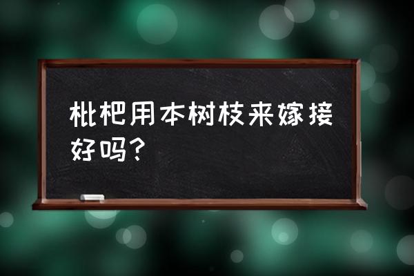 枇杷嫁接的正确方法 枇杷用本树枝来嫁接好吗？