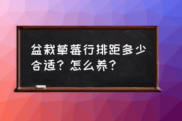 家里盆栽草莓种植方法 盆栽草莓行排距多少合适？怎么养？