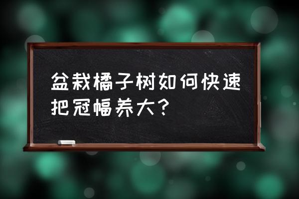 盆栽小桔树的养殖方法 盆栽橘子树如何快速把冠幅养大？