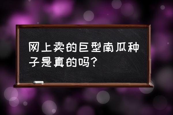 南瓜的果实是真果还是假果 网上卖的巨型南瓜种子是真的吗？