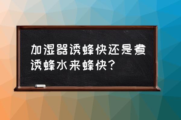 怎样诱蜂效果最好来得快 加湿器诱蜂快还是煮诱蜂水来蜂快？