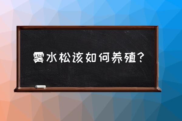 枫树盆景怎么养才能生根快杀虫 雾水松该如何养殖？