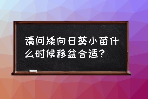 矮向日葵种植时间和方法 请问矮向日葵小苗什么时候移盆合适？