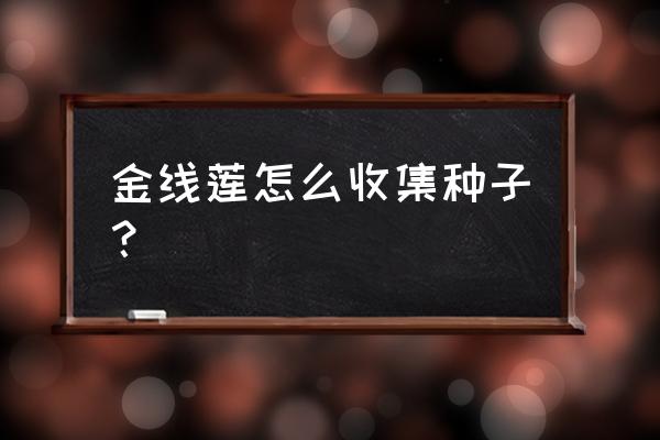 自己在家怎么种金线莲 金线莲怎么收集种子？