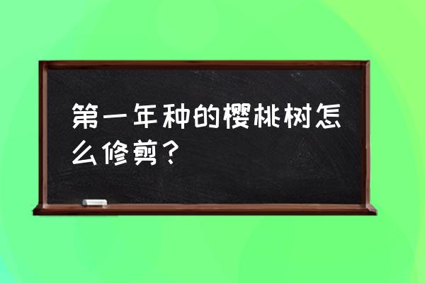 樱桃树苗怎么种 第一年种的樱桃树怎么修剪？