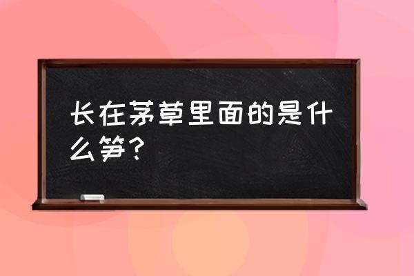 洋合笋生长在什么地方 长在茅草里面的是什么笋？