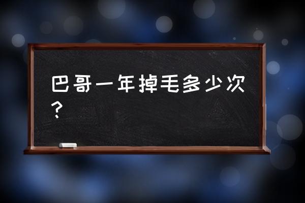 八哥犬毛怎么样才算好 巴哥一年掉毛多少次？