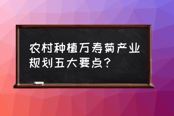 万寿菊播种育苗详细过程 农村种植万寿菊产业规划五大要点？