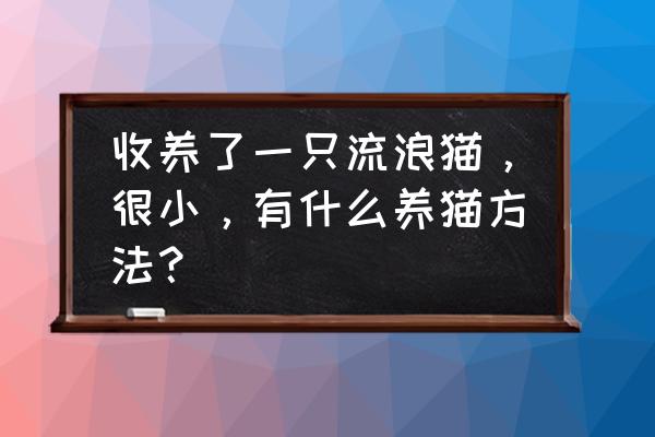 养猫有哪些好方法和技巧 收养了一只流浪猫，很小，有什么养猫方法？