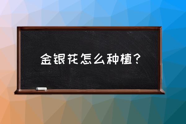 山银花的叶子怎么煮 金银花怎么种植？