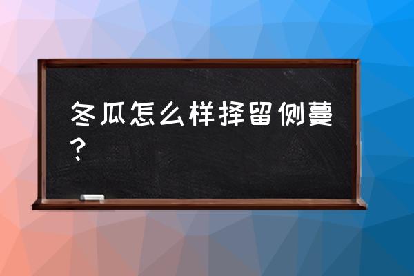 冬瓜怎么种植才结大瓜要搭棚吗 冬瓜怎么样择留侧蔓？