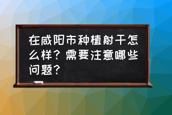 射干一年苗移栽成活率高吗 在咸阳市种植射干怎么样？需要注意哪些问题？