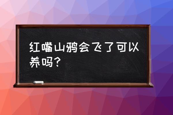 红嘴山鸦简笔画 红嘴山鸦会飞了可以养吗？