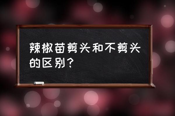 三樱椒育苗前种子处理 辣椒苗剪头和不剪头的区别？