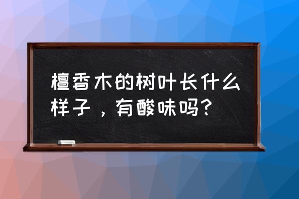 檀香花怎么养才好看 檀香木的树叶长什么样子，有酸味吗？