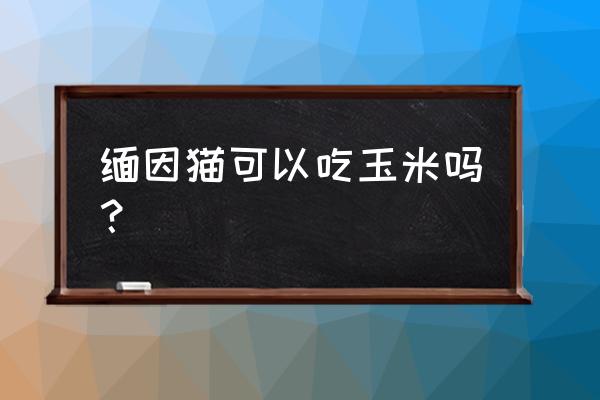 缅因猫呕吐的原因及处理方法 缅因猫可以吃玉米吗？