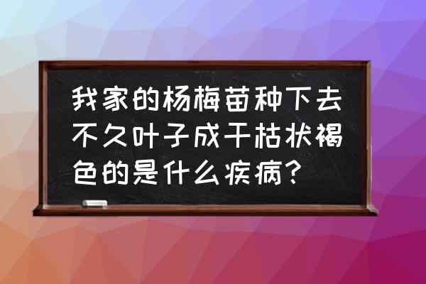 杨梅树叶黄枯萎什么病 我家的杨梅苗种下去不久叶子成干枯状褐色的是什么疾病？