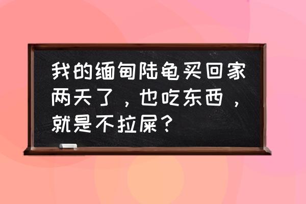 缅甸陆龟常见疾病 我的缅甸陆龟买回家两天了，也吃东西，就是不拉屎？