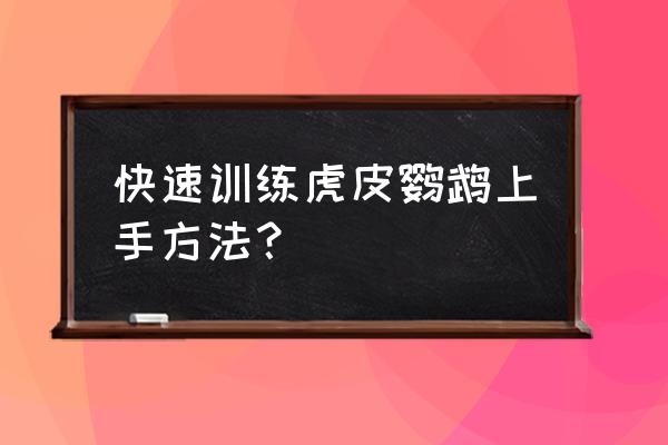 怎么训练刚到家的小鹦鹉 快速训练虎皮鹦鹉上手方法？