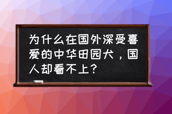 训练博美坐下的全过程 为什么在国外深受喜爱的中华田园犬，国人却看不上？