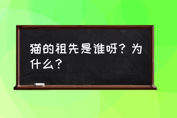 波斯猫的图片和习性 猫的祖先是谁呀？为什么？