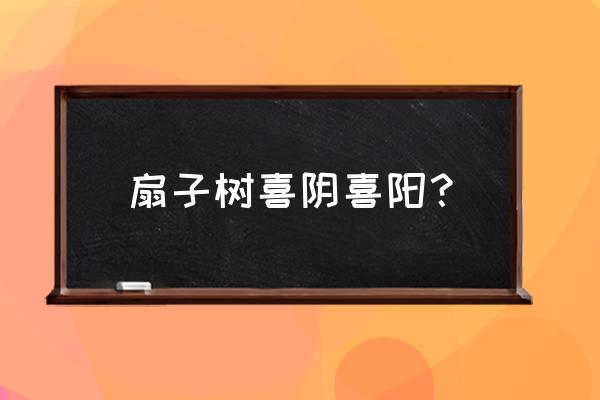 扇子树一般种在院子哪个位置 扇子树喜阴喜阳？