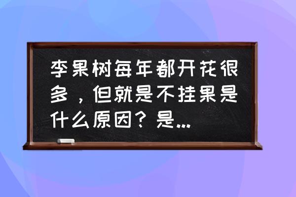 李子开花不坐果的原因 李果树每年都开花很多，但就是不挂果是什么原因？是什么回事？