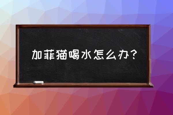 怎么才能让猫咪口渴多喝水呢 加菲猫喝水怎么办？