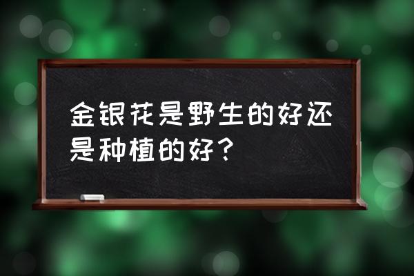 金银花的外形和习性 金银花是野生的好还是种植的好？