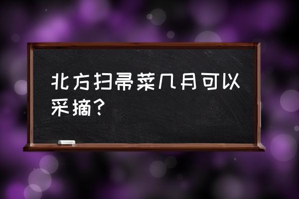 扫帚草种植时间 北方扫帚菜几月可以采摘？