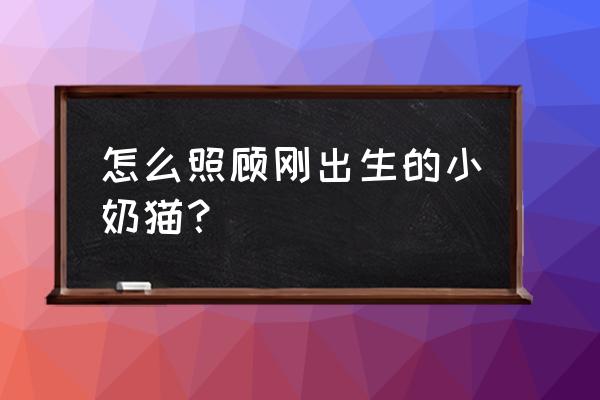 刚到家一个月猫咪怎么喂奶 怎么照顾刚出生的小奶猫？