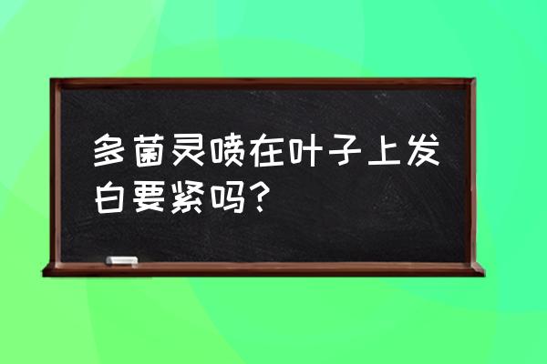 种植蔬菜叶子长白点怎么处理 多菌灵喷在叶子上发白要紧吗？